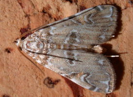 Water-lily Borer